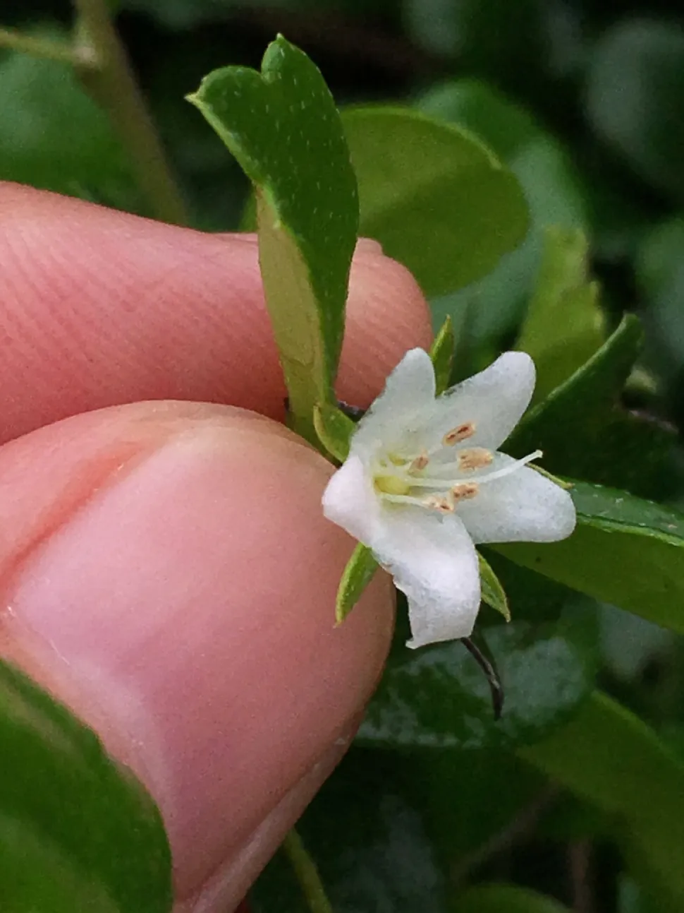 Fiori bianchi Ehretia microphylla