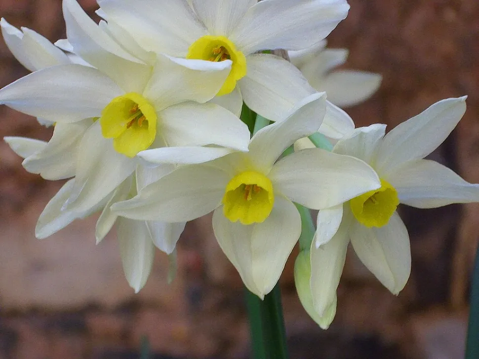 Wit met gele bloem Narcissus tazetta