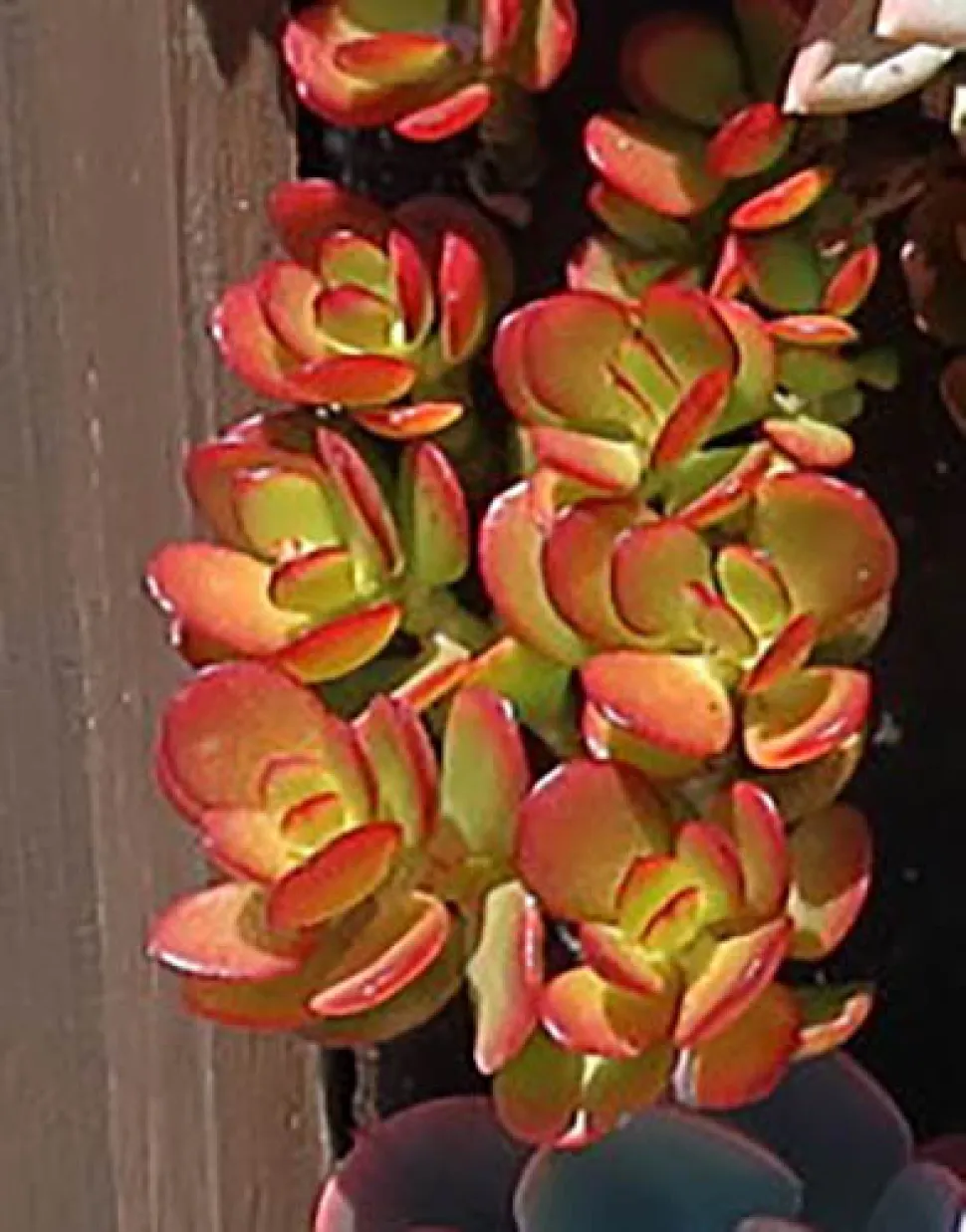Crassula ovata 'Minor' von der Sonne gerötet
