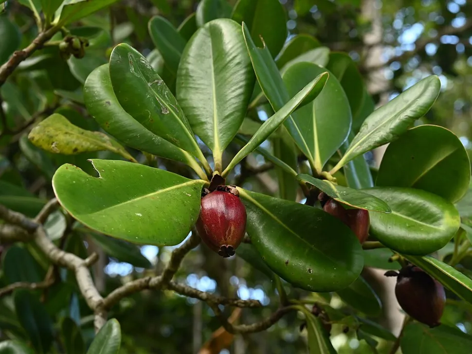 Bayas de Clusia major