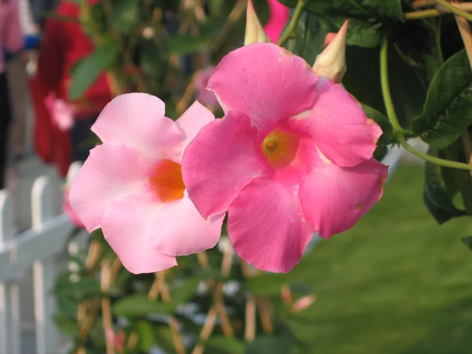 Flor de trompeta rosa Mandevilla amabilis