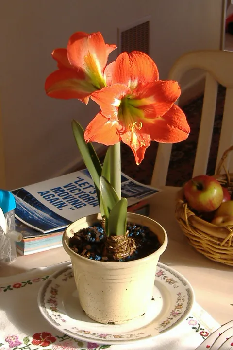 Amaryllis Hippeastrum i potte
