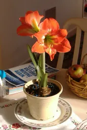 Amaryllis Hippeastrum im Topf
