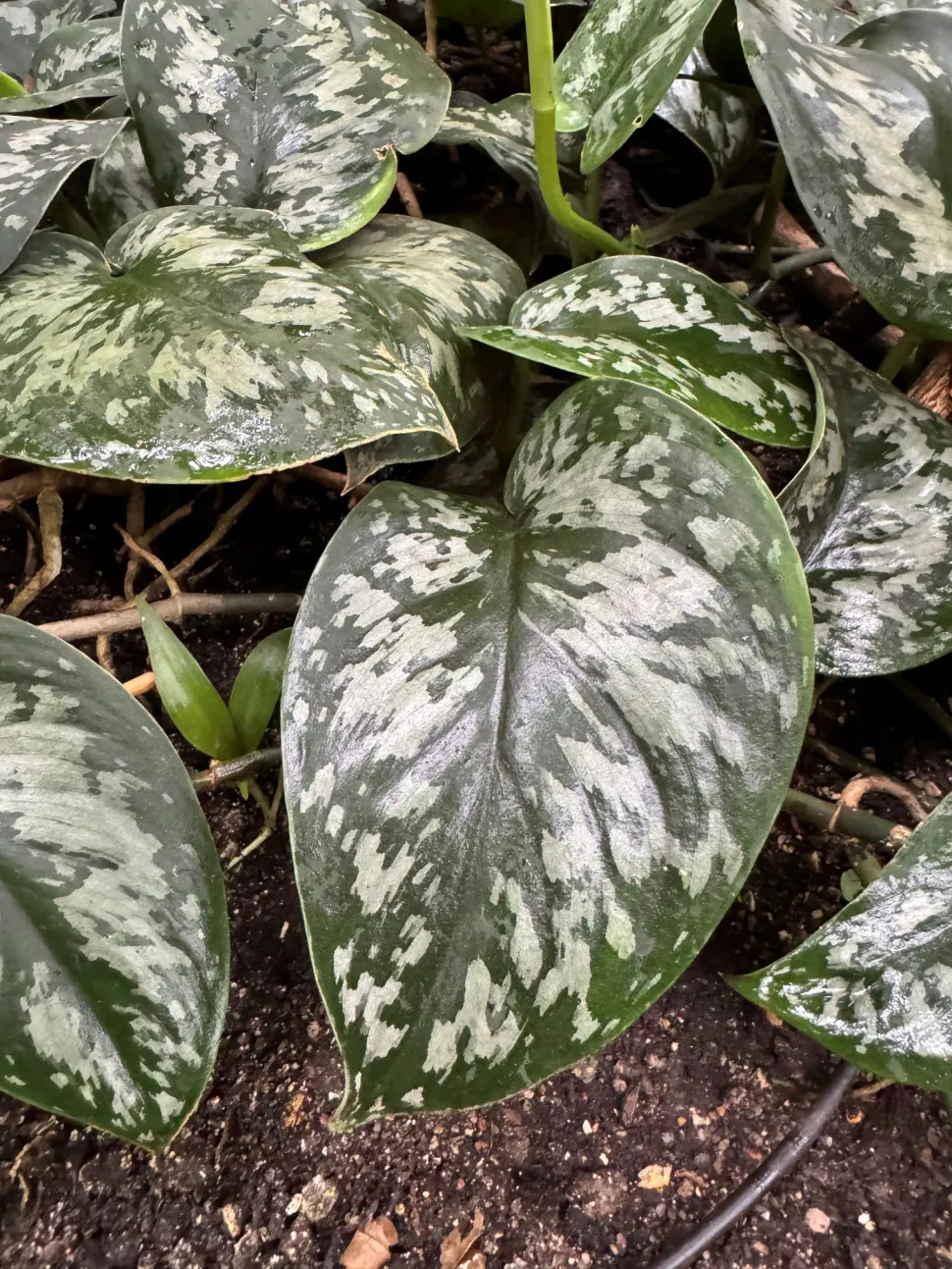 Grünes und silbernes Laub Pothos gefleckt