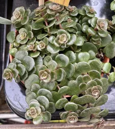 Sedum makinoi en maceta