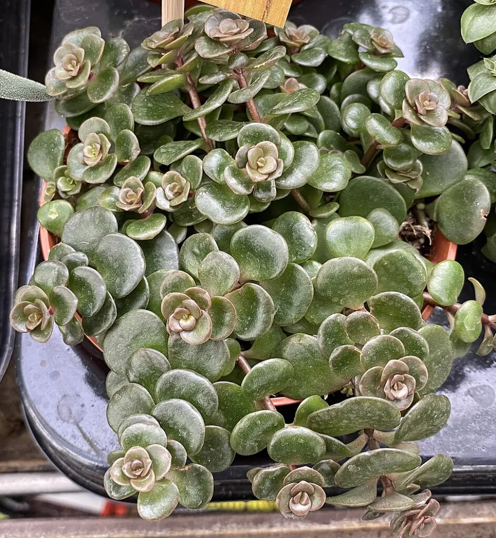 Sedum makinoi i en potte