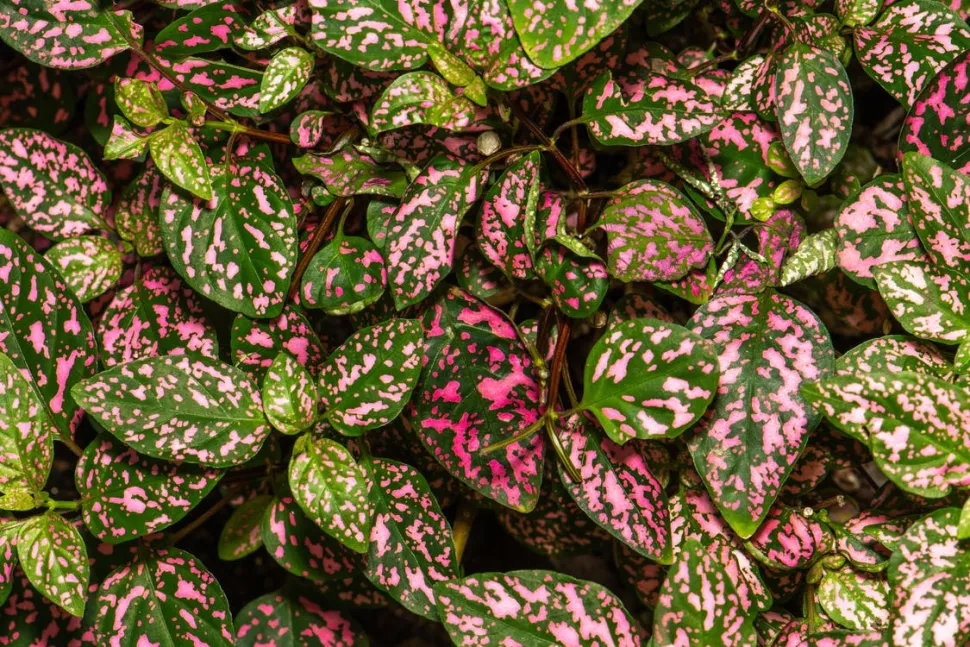 Bladene af Hypoestes phyllostachya set ovenfra