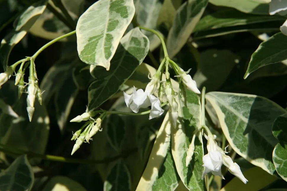 Grün-weißes Laub Trachelospermum variegatum