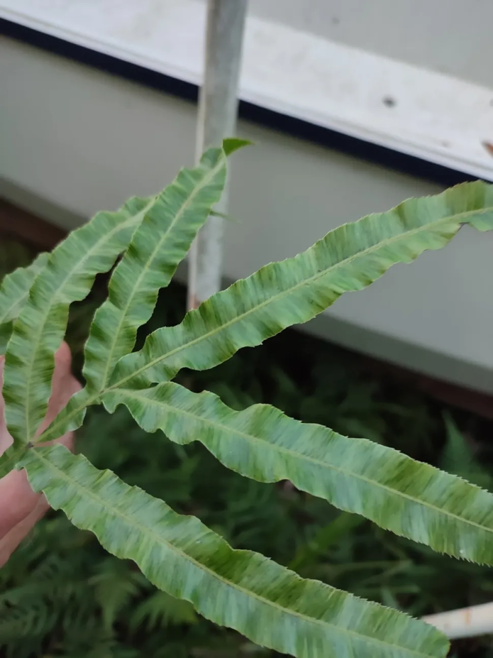 Blad af Pteris cretica