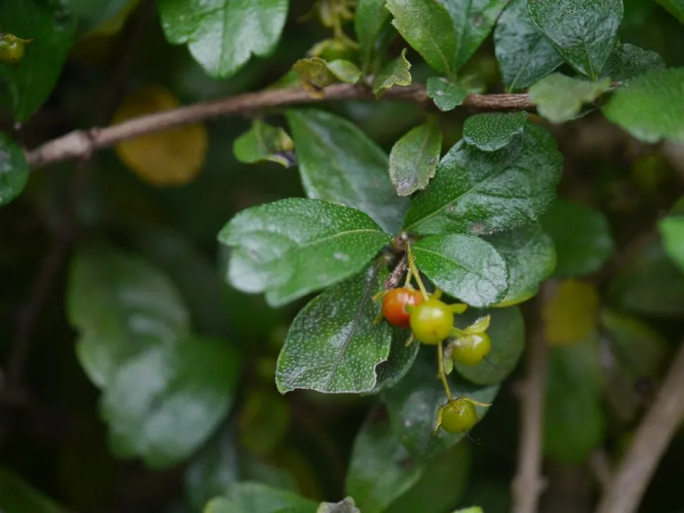 Grønne blade orange frugter Ehretia microphylla