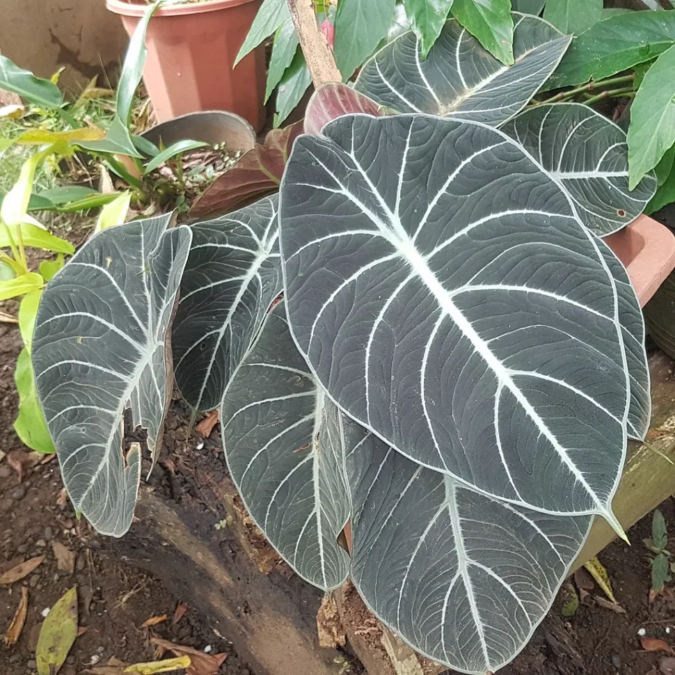 Alocasia Ninja groene bladeren