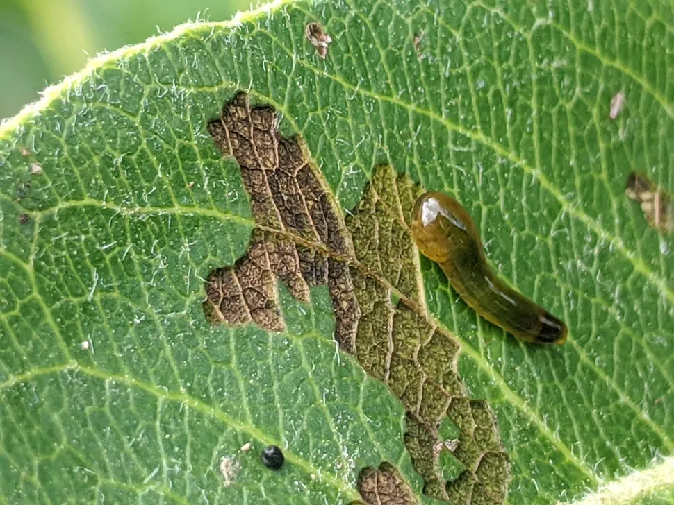 Slakkenlarve op een perenblad