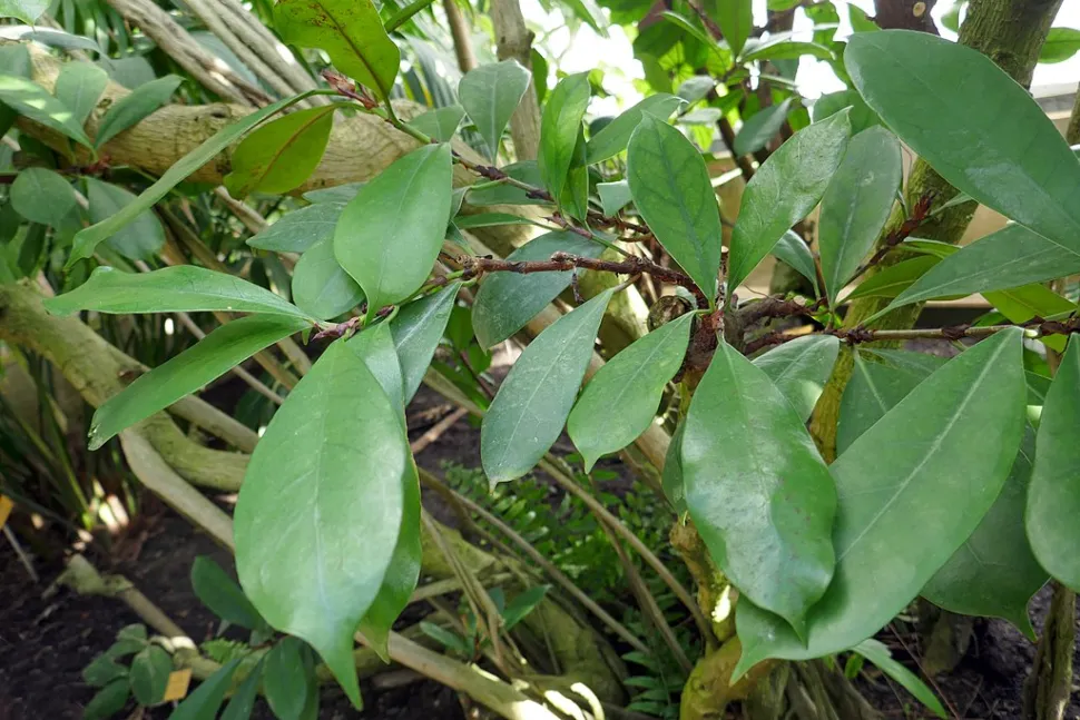 Hojas de higuera africana