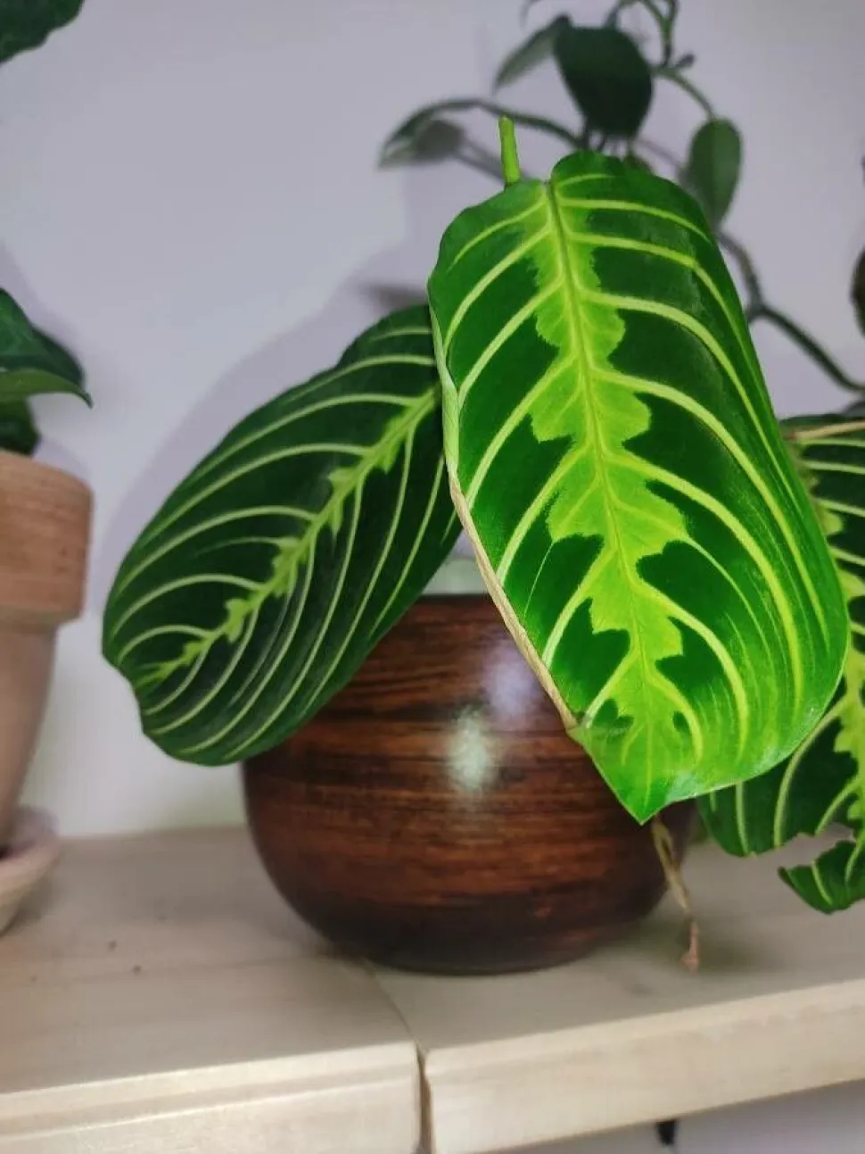 Grüne Blätter hellgrünes Muster Maranta Lemon Lime