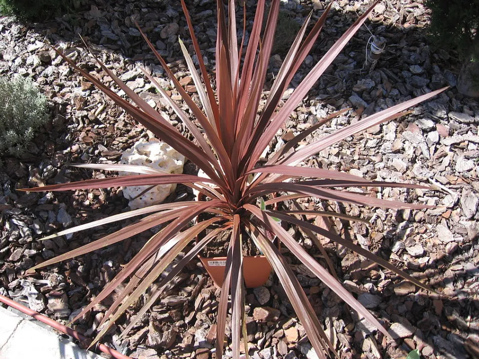Cordyline Red Star en maceta