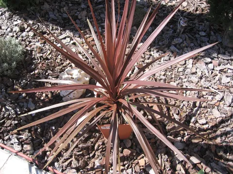 Cordyline Red Star in pot