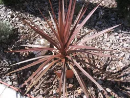 Cordyline Red Star num vaso
