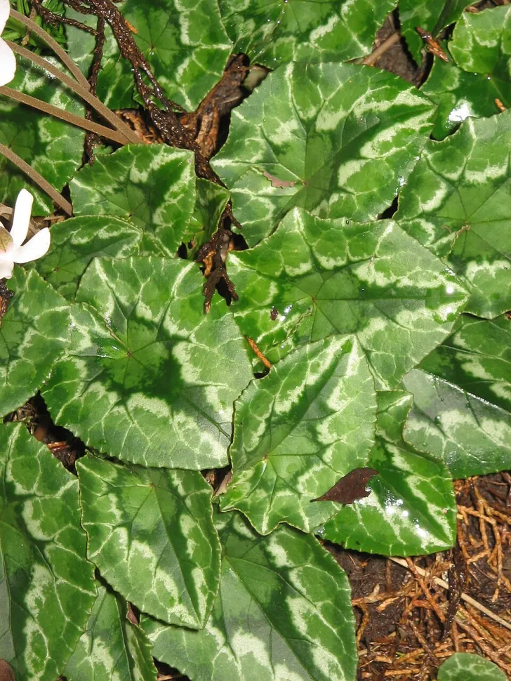 Groene bladeren cyclamen motief Album