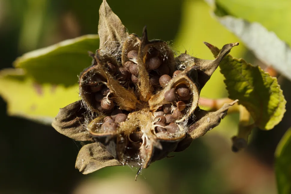 Moeras Hibiscus vrucht