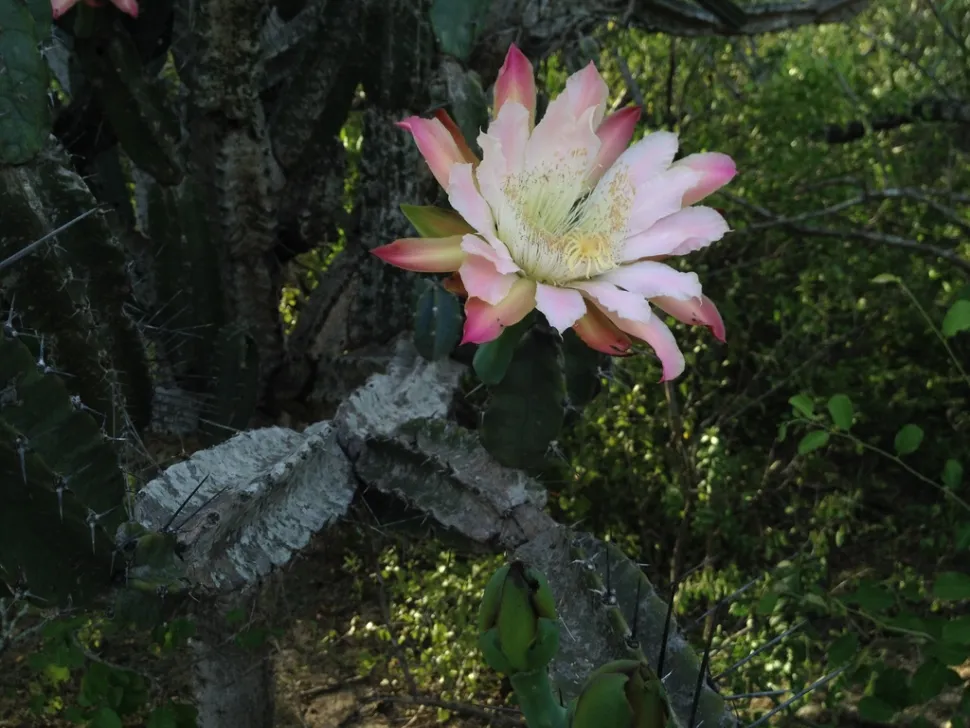 Kaktusblüte Cereus forbesii