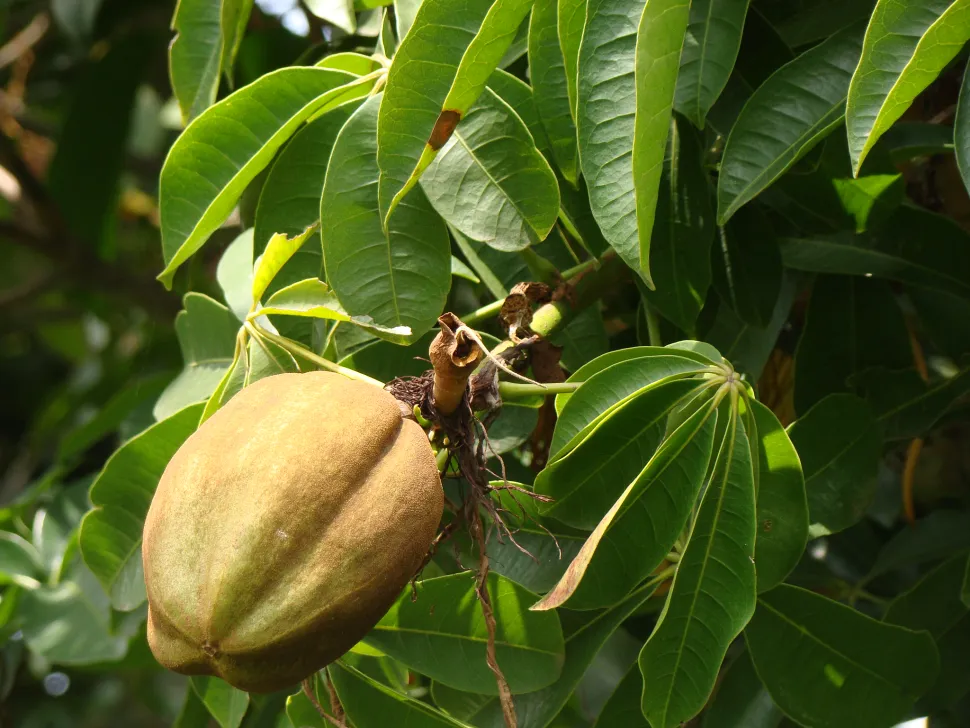 Frucht von Pachira aquatica