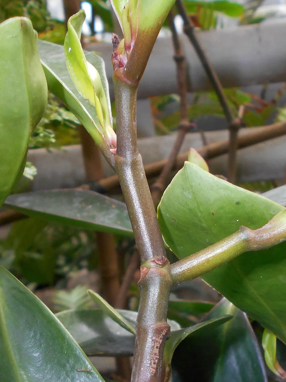 Blätter von Peperomia magnoliifolia