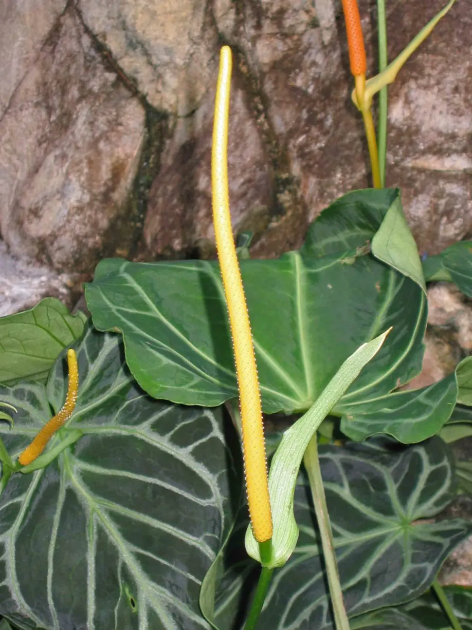 Infiorescenza Anthurium crystallinum