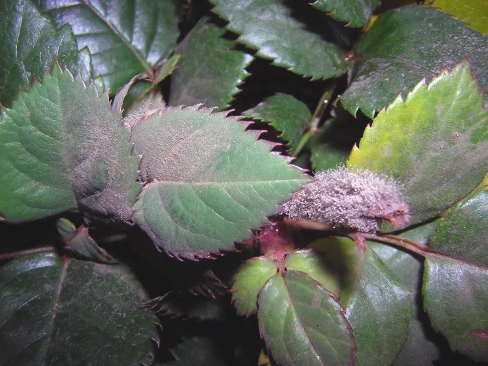 Pourriture grise sur les feuilles d'un rosier
