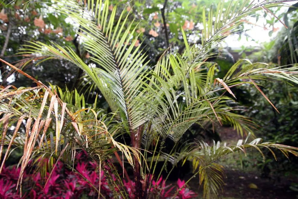 Follaje de palmera Weddelliana