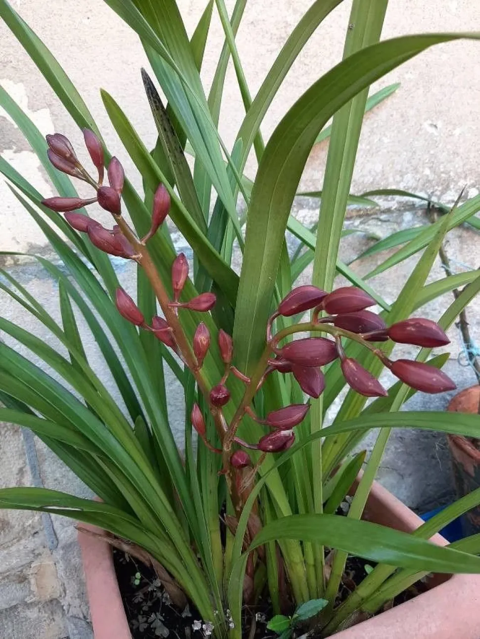 Blütenknospen der Orchidee Hyazinthe