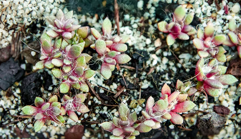 Succulent white hair Anacampseros Sunrise