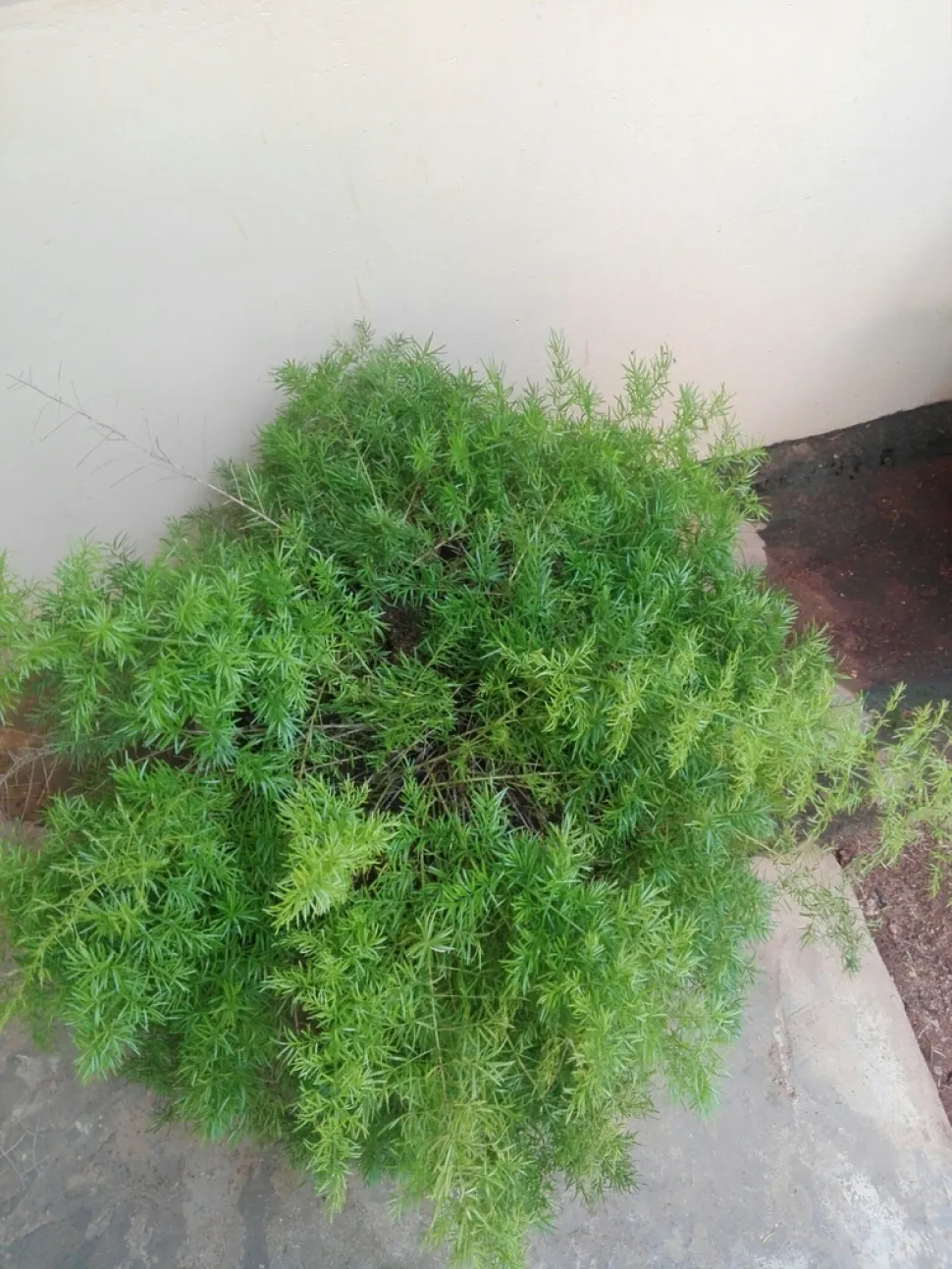 Asparagus aethiopicus en maceta