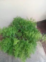 Asparagus aethiopicus im Topf