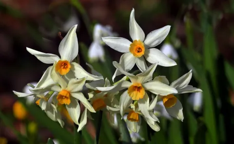 Hvide blomster Narcissus poeticus