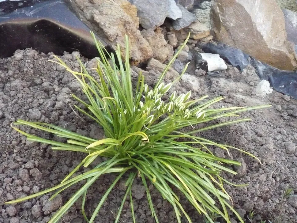 Ornithogalum umbellatum foliage