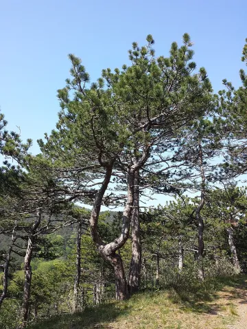 Pinus nigra nigra en el suelo