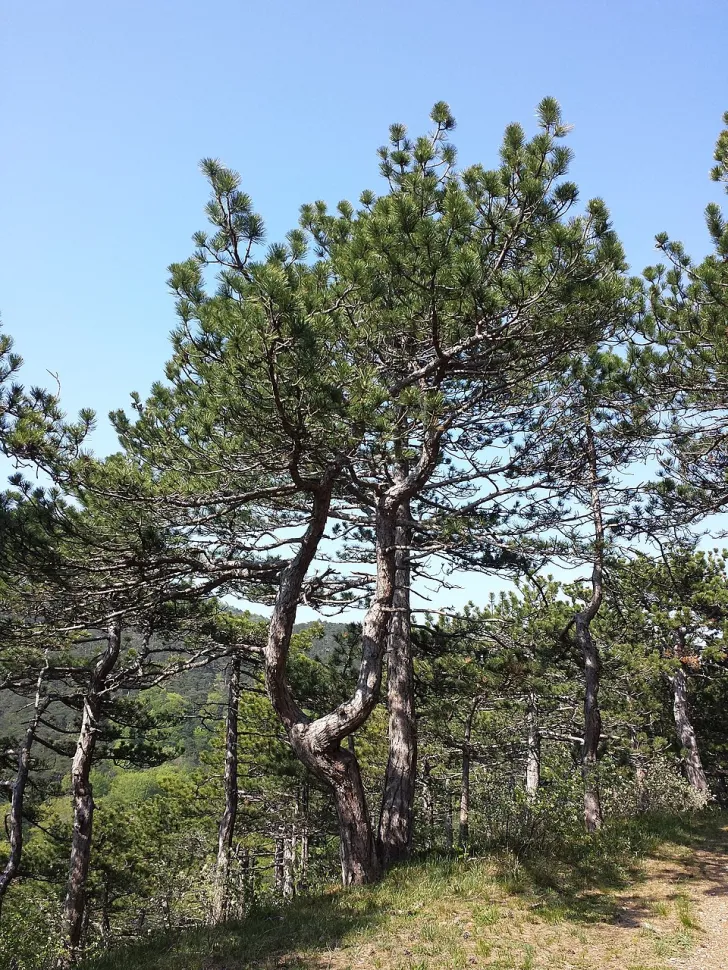 Pinus nigra nigra en pleine terre