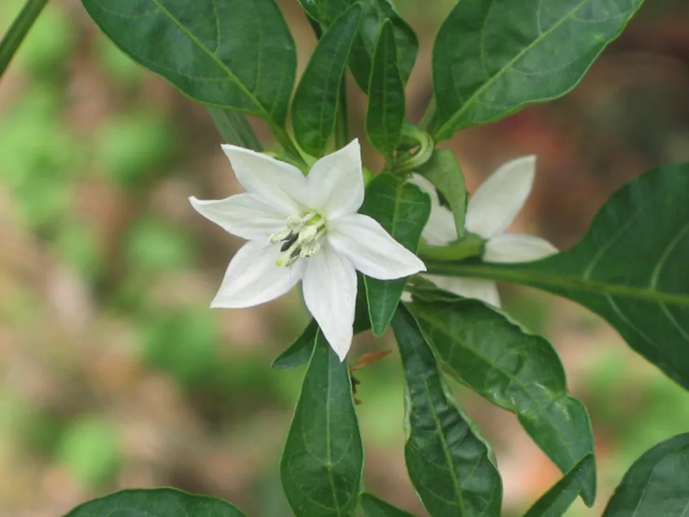 Witte chilibloemen Capscium frutescens