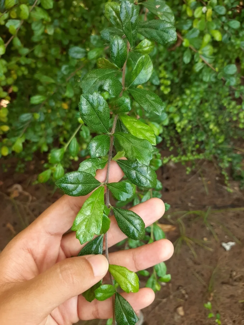 Ehrethia microphylla groen blad met witte stippen