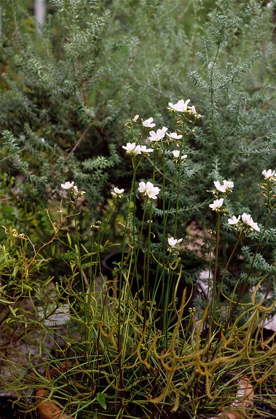 Bloemen van Drosera dichotoma