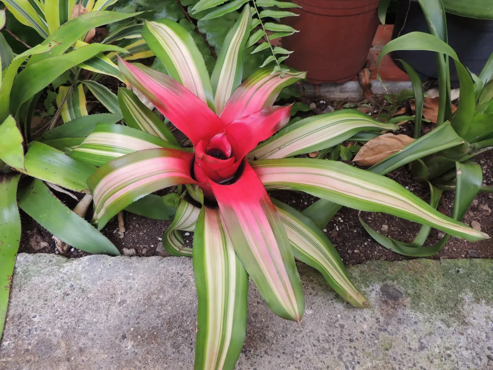 Neoregelia carolinae im Freiland