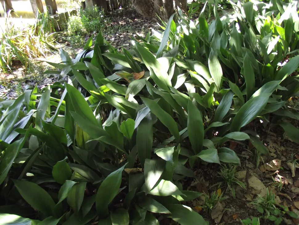 Aspidistra eliator green plant