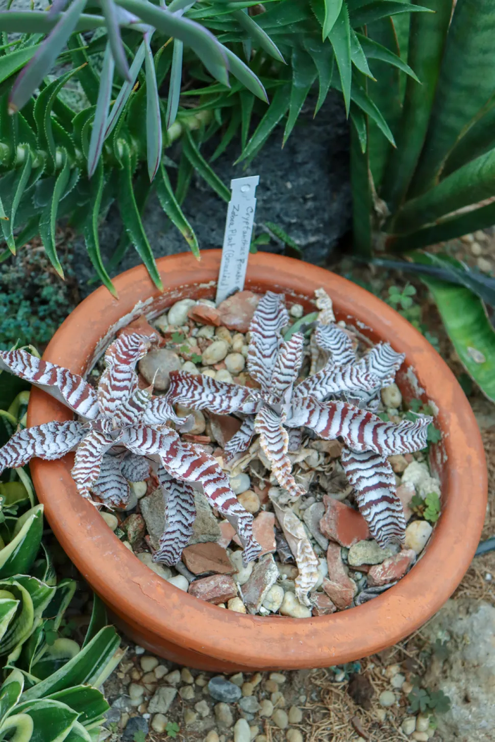 Chryptanthus zonatus im Topf