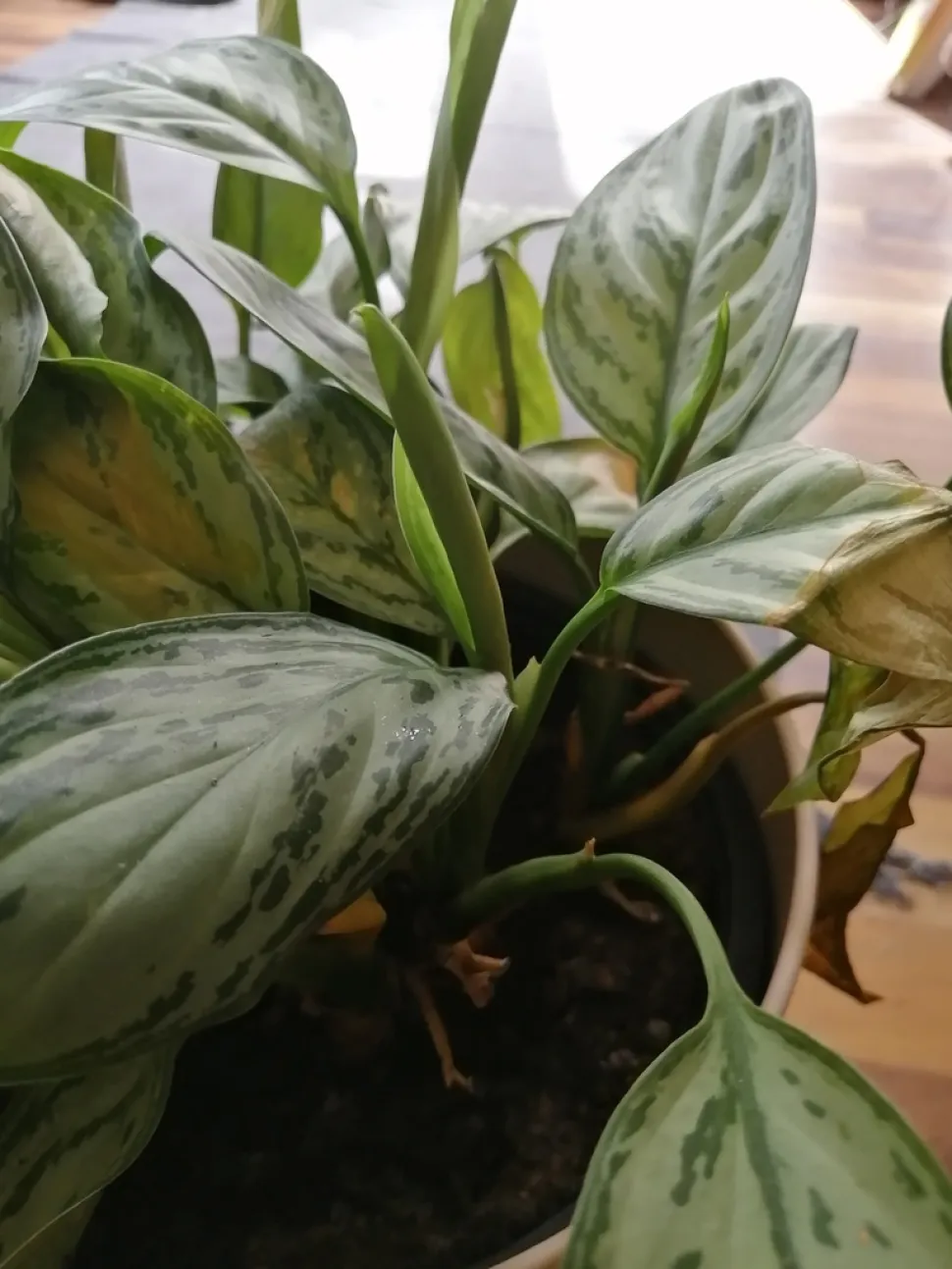 Giovane foglia di Aglaonema crispum