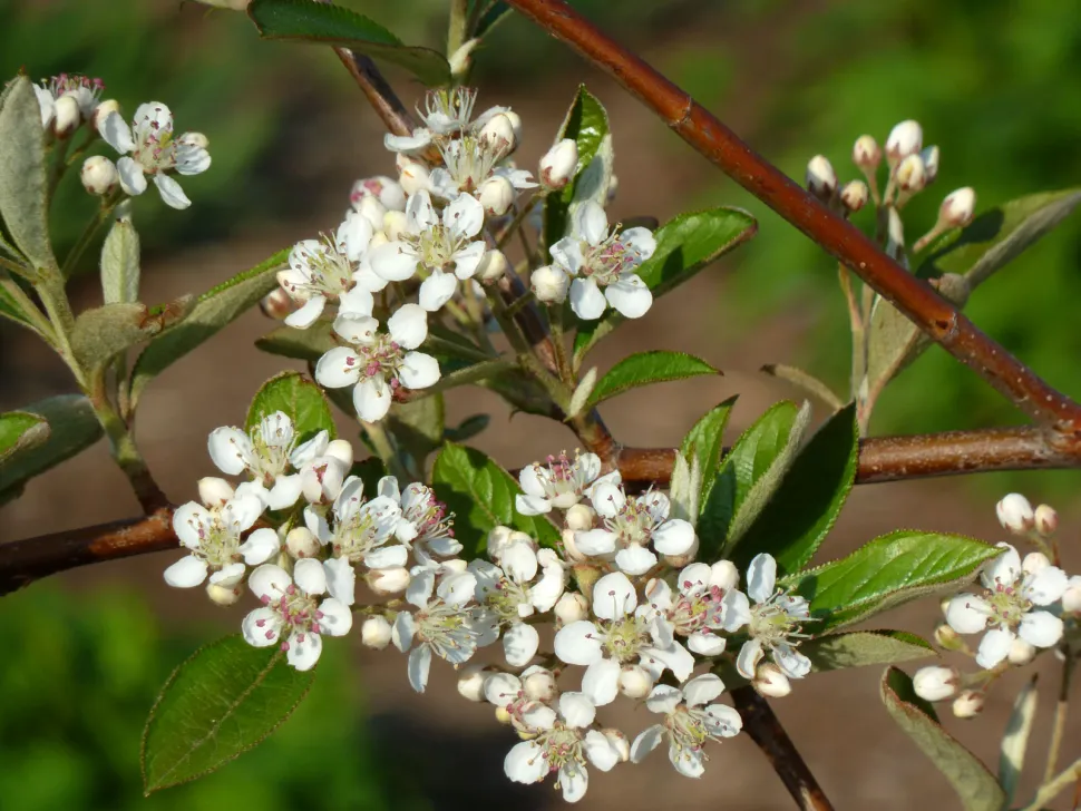 Hvide blomster Aronia arbutifolia