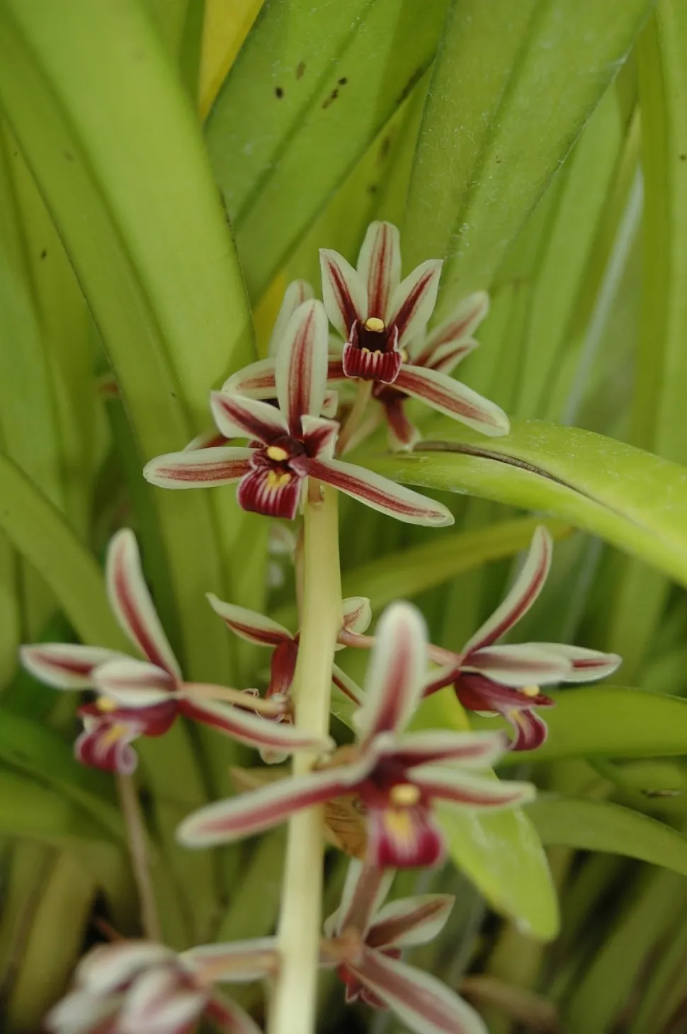 Tallo floral Cymbidium aloifolium