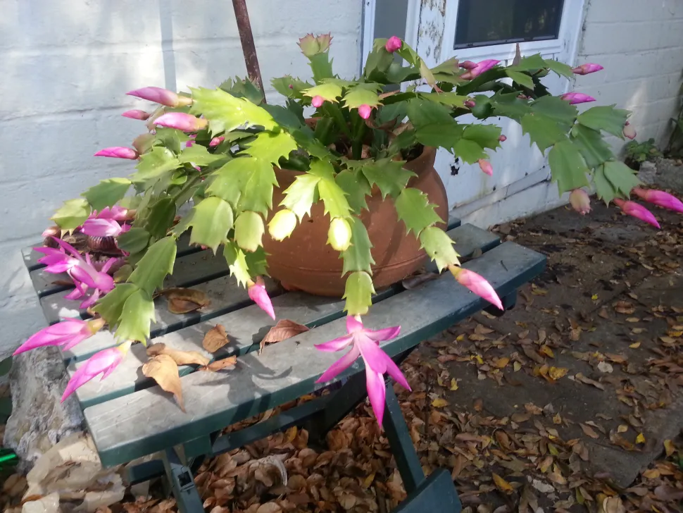 Bloeiende kerstcactus in een pot
