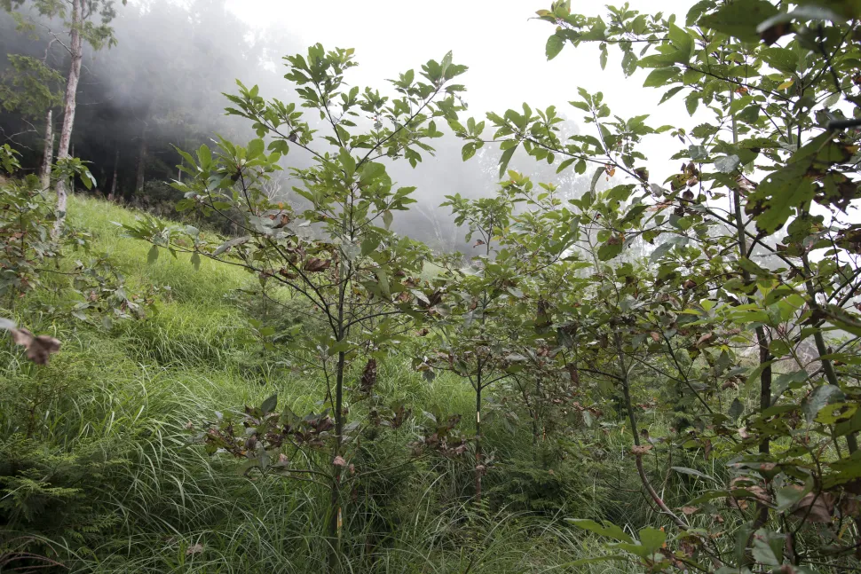 Sassafras randaiense en pleine terre
