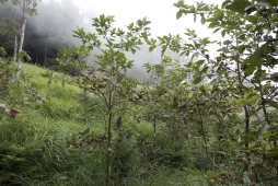 Sassafras randaiense en pleine terre