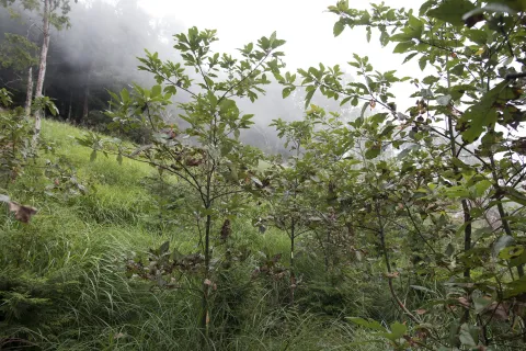 Sassafras randaiense i jorden
